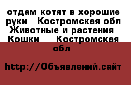 отдам котят в хорошие руки - Костромская обл. Животные и растения » Кошки   . Костромская обл.